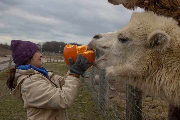 camels with pumpkins