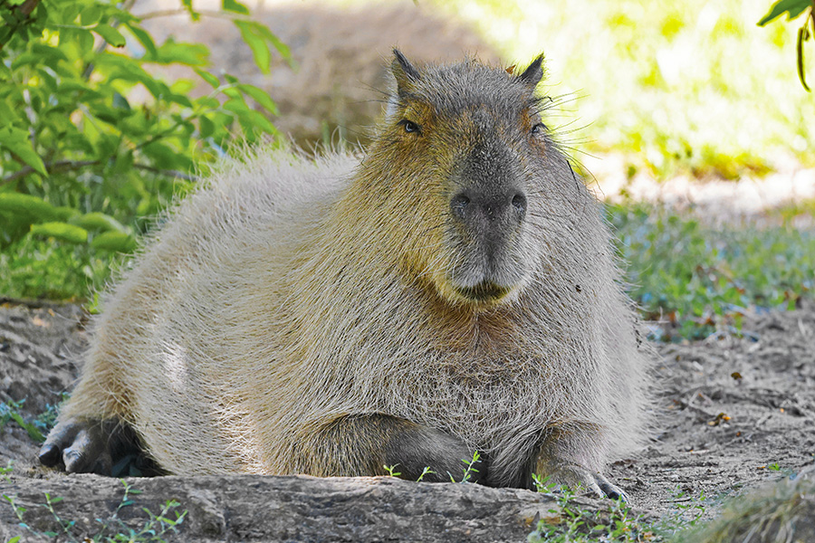 capybara