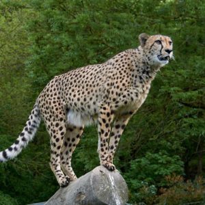 cheetah