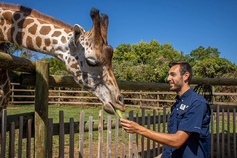 employee feeding giraffe