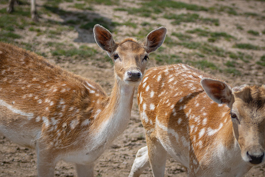fallow deer