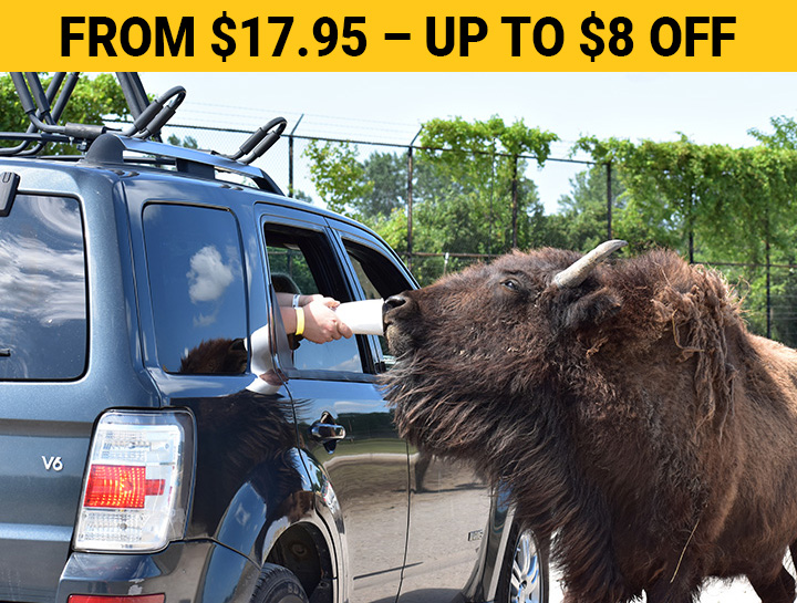 feeding bison