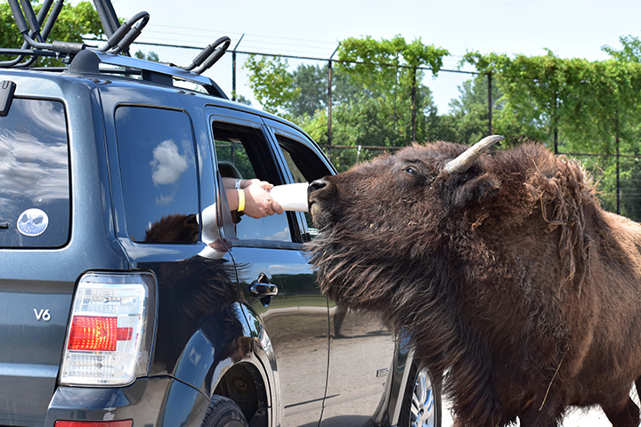 feeding bison