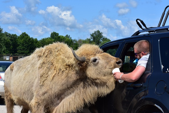 safari in ohio