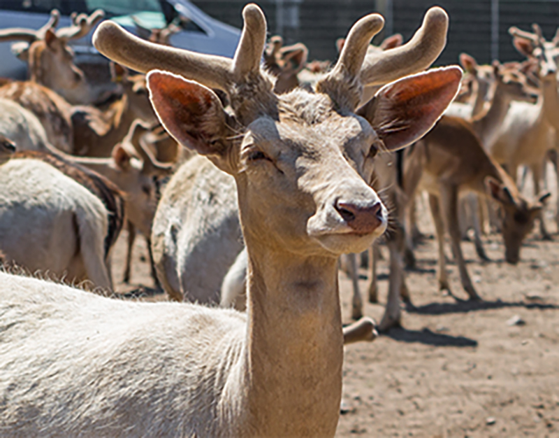 Drive-Thru Safari Animals | African Safari Wildlife Park