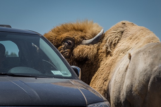 bison next to car drive-thru