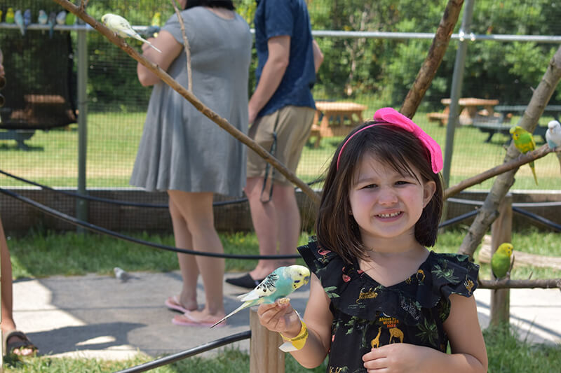 Girl with bow holding Parakeet