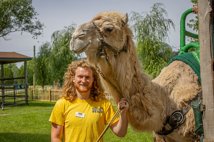 employee with camel