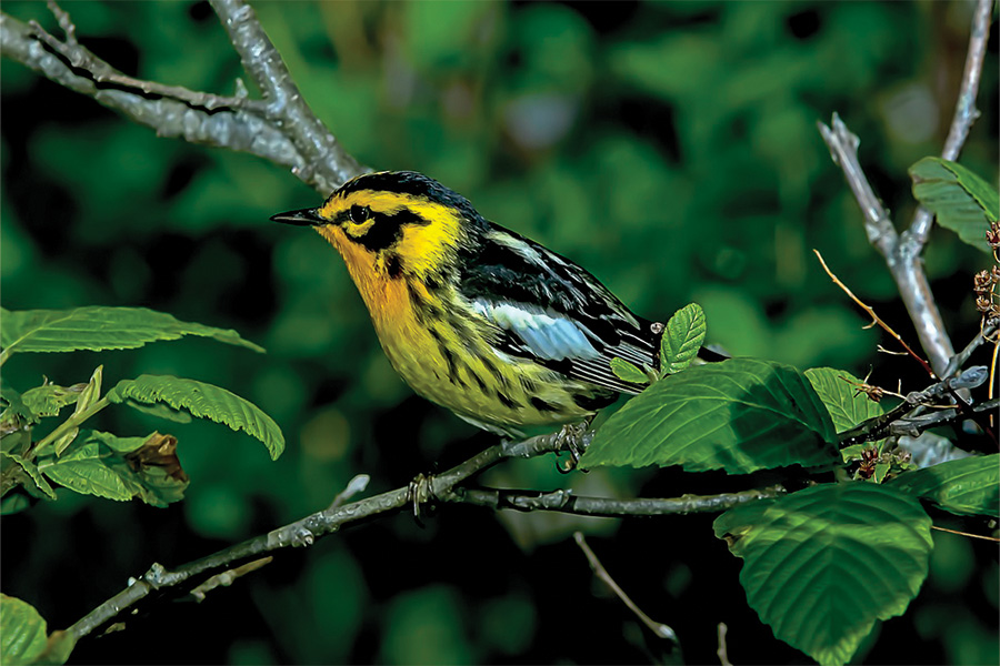 Blackburnian warbler